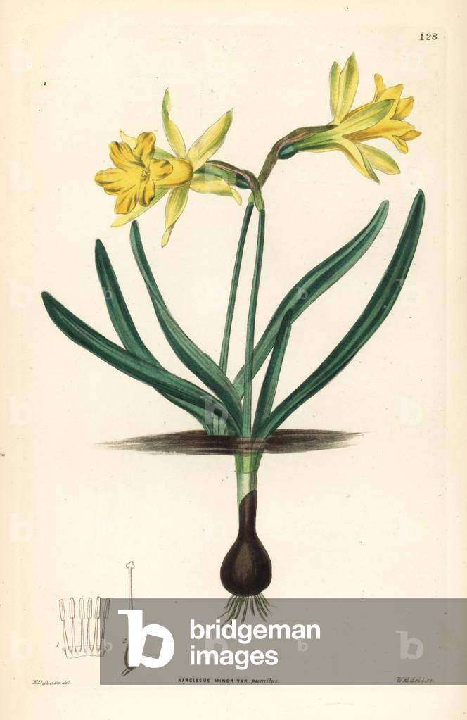 Narcissus - Wild daffodil, Narcissus pseudonarcissus subsp. minor (Small six-lobed Ajax narcissus, Narcissus minor var. pumilus). Handcoloured copperplate engraving by Weddell after Edwin Dalton Smith from John Lindley and Robert Sweet's Ornamental Flower Garden and Shrubbery, G. Willis, London, 1854.