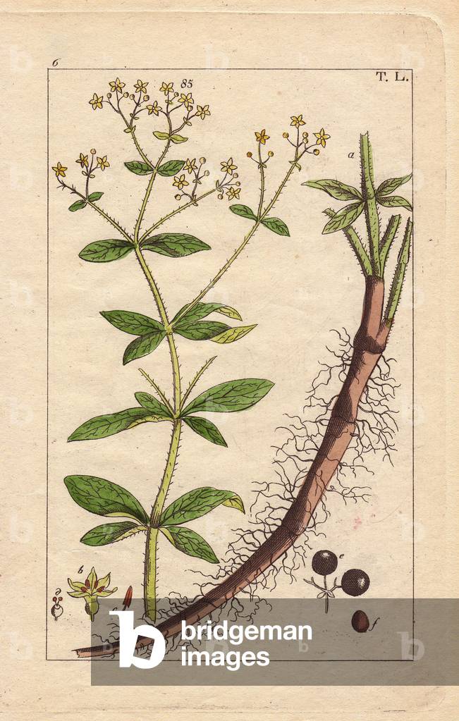 Yellow flowered dyer's madder, hairy root and fruit, Rubia tinctorum