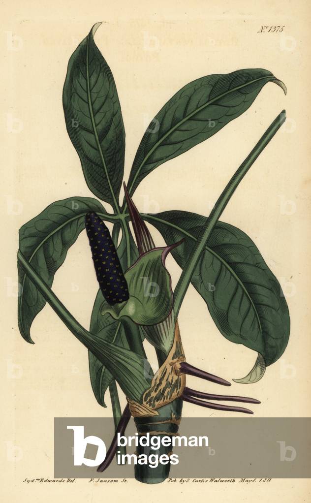 Anthurium palmatum (Five-leaved pothos, Pothos pentaphylla)