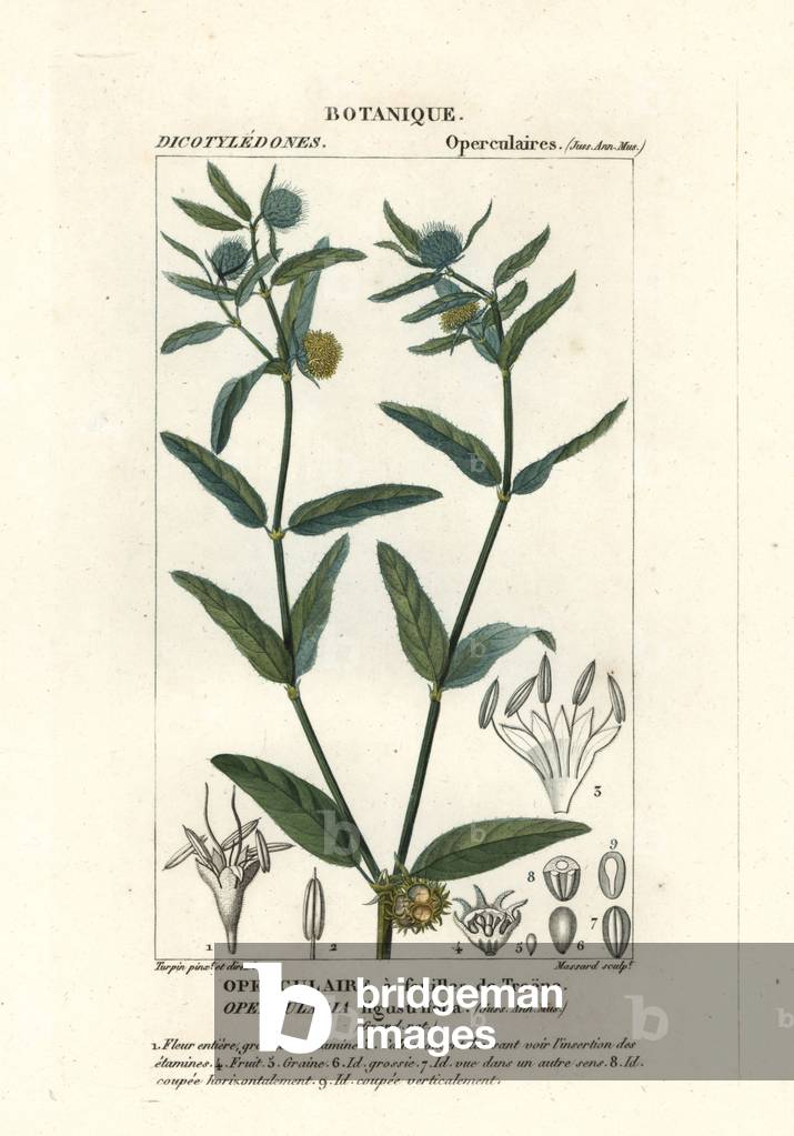 Coarse stinkweed, Opercularia aspera