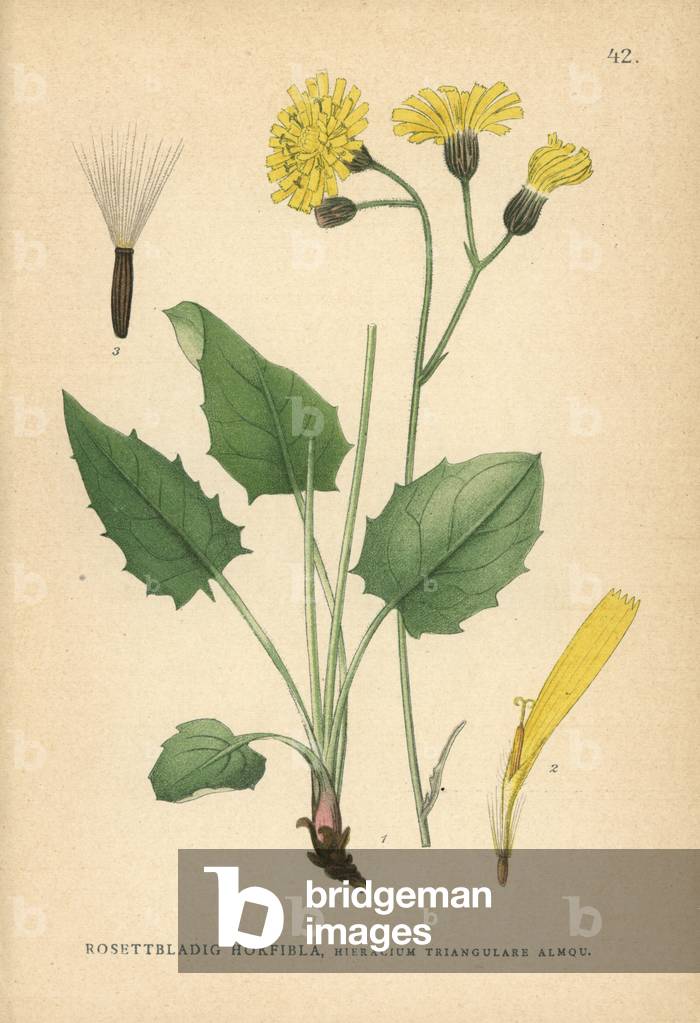 Hawkweed, Hieracium triangulare Almq.