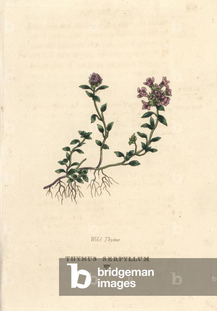 Wild thyme, Thymus serpyllum. Handcoloured copperplate engraving after an illustration by Richard Duppa from his The Clours and Orders of the Linnaean System of Botany, Longman, Hurst, London, 1816.