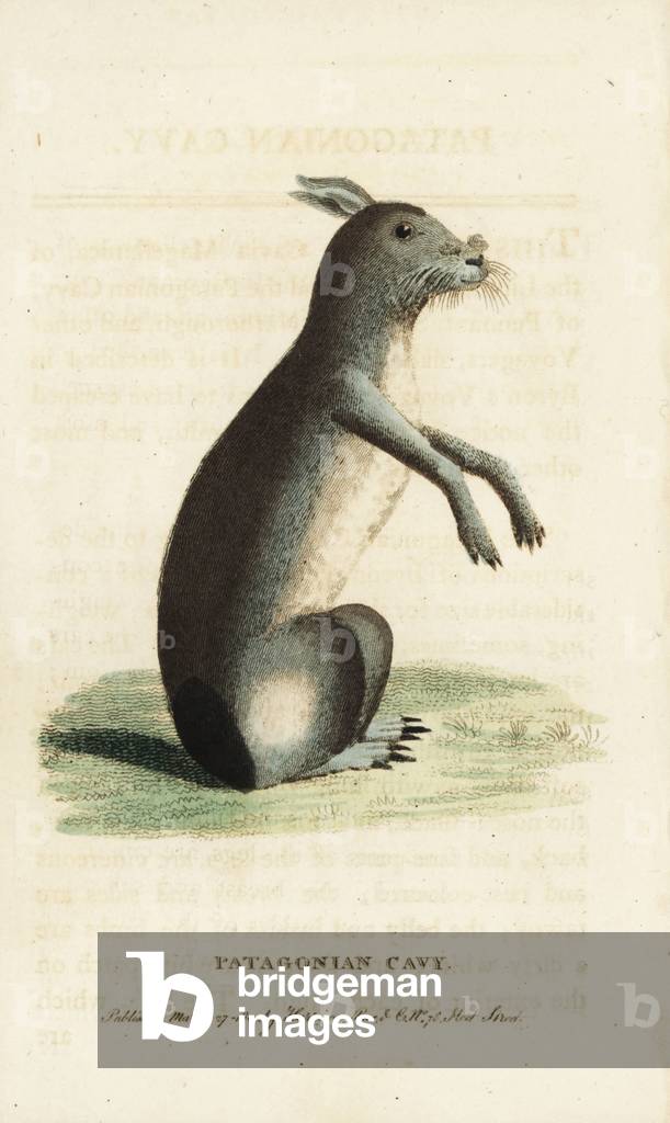 Patagonian cavy or Patagonian mara, Dolichotis patagonum. (Cavia magellanica) Handcoloured copperplate engraving from “” The Naturalist's Pocket Magazine,””” Harrison, London, 1800.