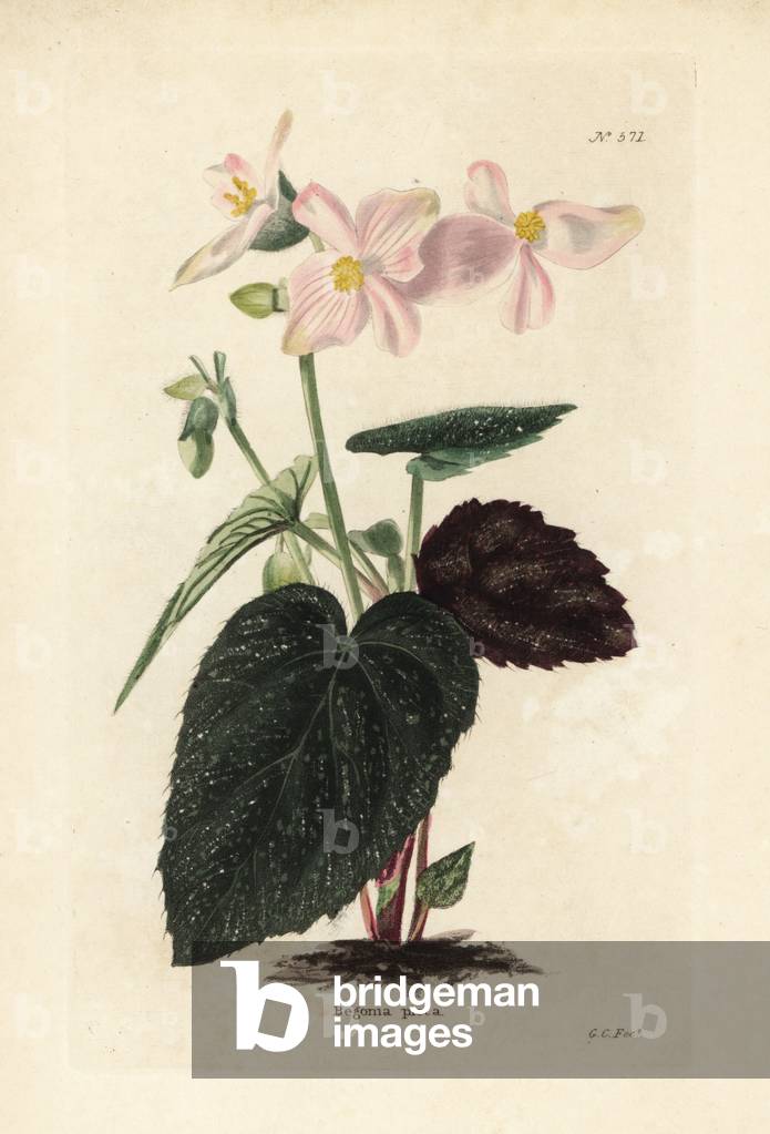 Painted begonia, Begonia picta. Handcoloured copperplate engraving by George Cooke from Conrad Loddiges' Botanical Cabinet, Hackney, London, 1821.