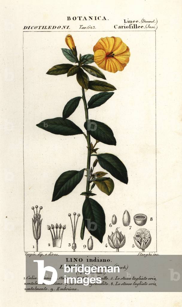 French flax, Linum trigynum