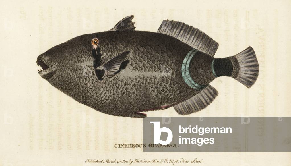 Cinereous guaperva, Chaetodon species. Illustration copied from Count of Buffon. Handcoloured copperplate engraving from “” The Naturalist's Pocket Magazine,”” Harrison, London, 1800.