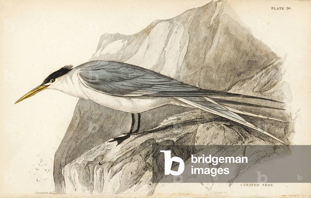 Greater crested tern, Thalasseus bergii (Crested tern, Sterna cristata). Handcoloured steel engraving by William Lizars after William Swainson from Sir William Jardine's Naturalist's Library: Ornithology: Birds of Western Africa, Edinburgh, W.H. Lizars, 1837.