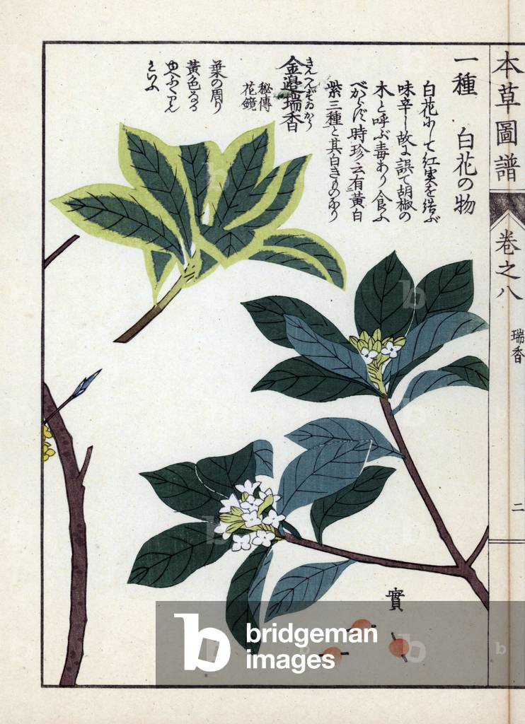 Lokta leaves and winter daphne - Japanese print by Kanen Iwasaki (1786-1842), from Honzo Zufu, illustrative guide to medicinal plants, 1884 - Indian paper plant or lokta, Daphne papyracea (Daphne cannabina Wall.) and winter daphne, Daphne odora Thunb. forma marginata Mak. - Colour printed woodengraving by Kan'en Iwasaki, from “” Honzo Zufu””, 1884