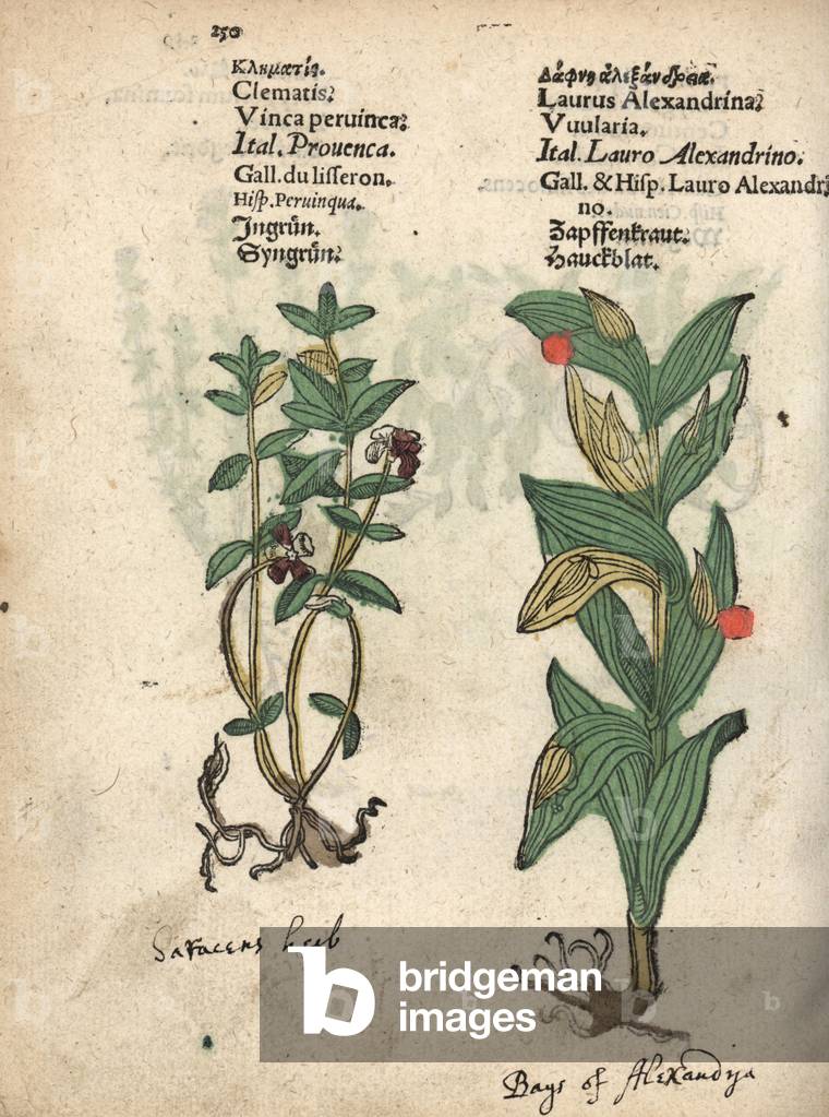 Lesser periwinkle, Vinca minor, and Alexander's laurel, Ruscus hypoglossum. Handcoloured woodblock engraving of a botanical illustration from Adam Lonicer's Krauterbuch, or Herbal, Frankfurt, 1557. This from a 17th century pirate edition or atlas of illustrations only, with captions in Latin, Greek, French, Italian, German, and in English manuscript.