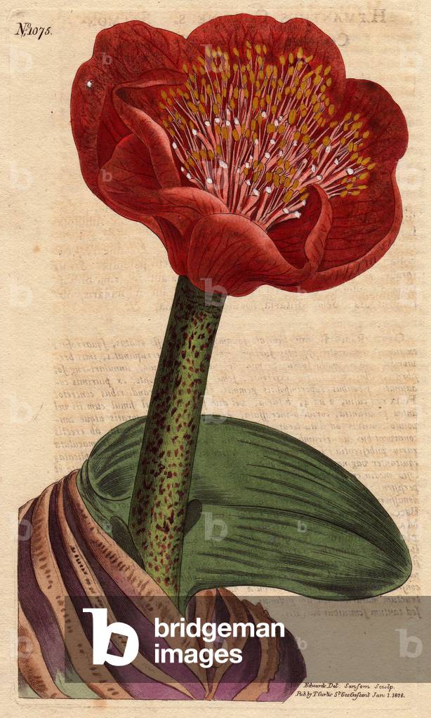 Large bloom dark scarlate, blood red color salmon, origin South Africa. Salmon colored blood flower with large deep scarlet flower. Native of South Africa.Haemanthus coccineus