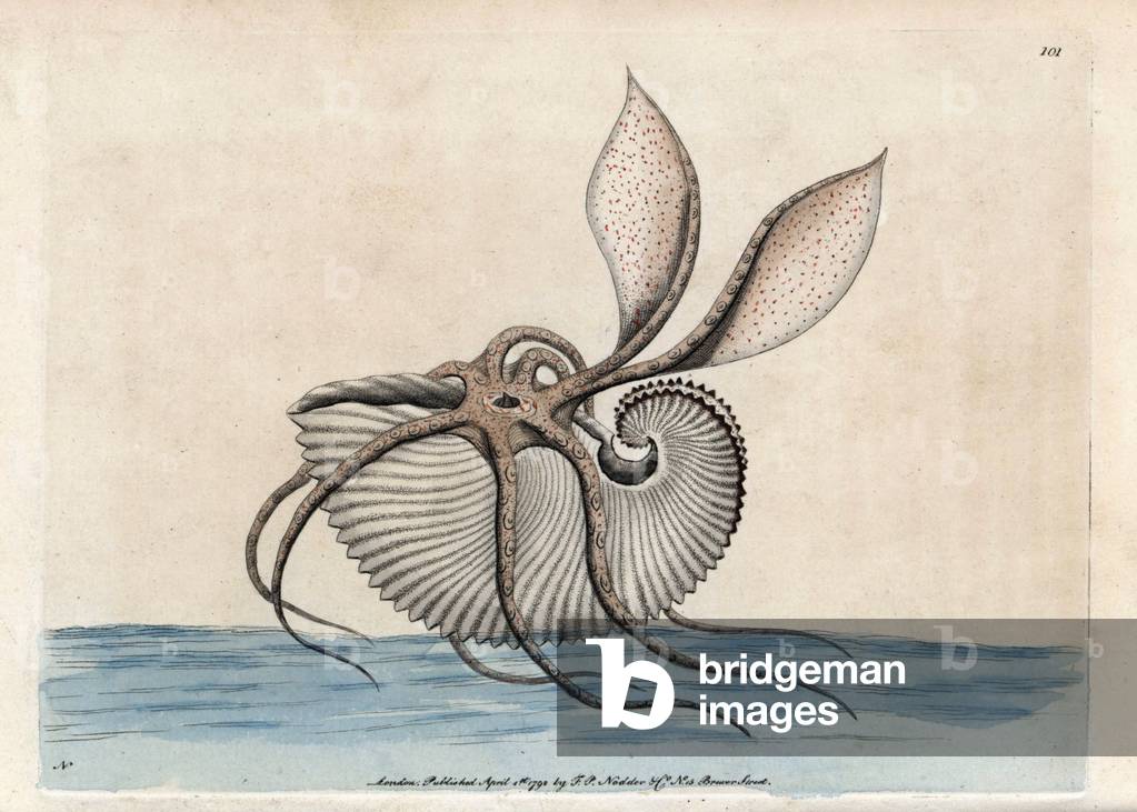 Argonaut sailboat (Cephalopode). Signed illustration N (Frederick Nodder). Copper engraving by Frederick Polydor Nodder (1751-1801), for the naturalist collection, published in 1792 by George Shaw.