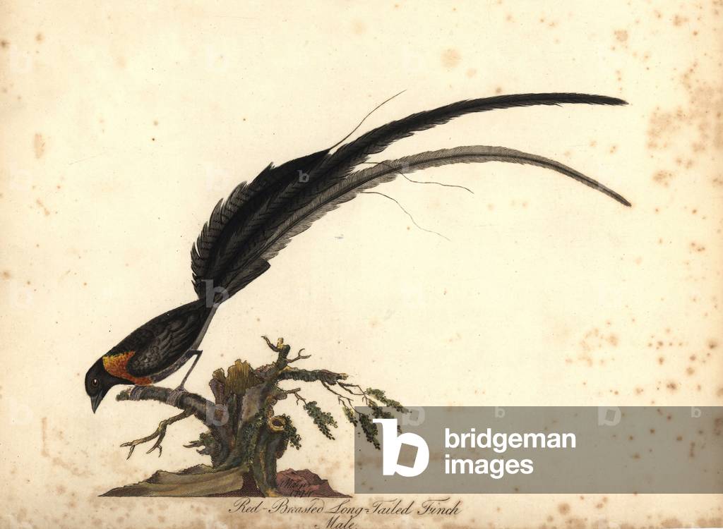 Long-tailed paradise whydah, Vidua paradisaea, male. (Red-breasted long-tailed finch, Emberiza paradisaea) Handcoloured copperplate engraving of an illustration by William Hayes from Portraits of Rare and Curious Birds from the Menagery of Osterly Park, London: Bulmer, 1794.