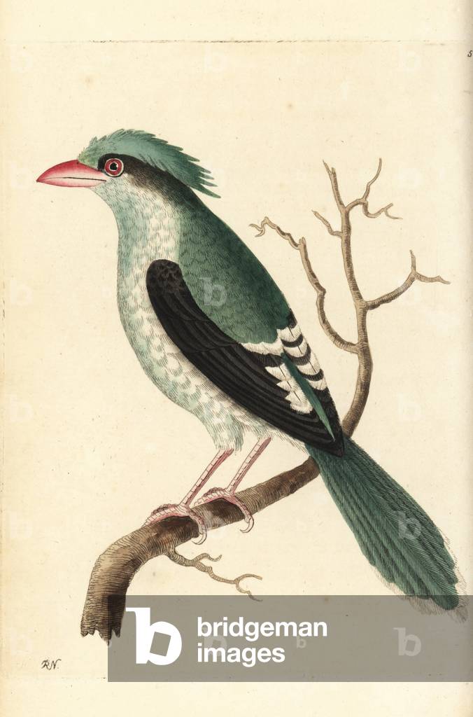Chinese roller, Coracias sinensis. Illustration drawn and engraved by Richard Polydore Nodder. Handcoloured copperplate engraving from George Shaw and Frederick Nodder's The Naturalist's Miscellany, London, 1801.