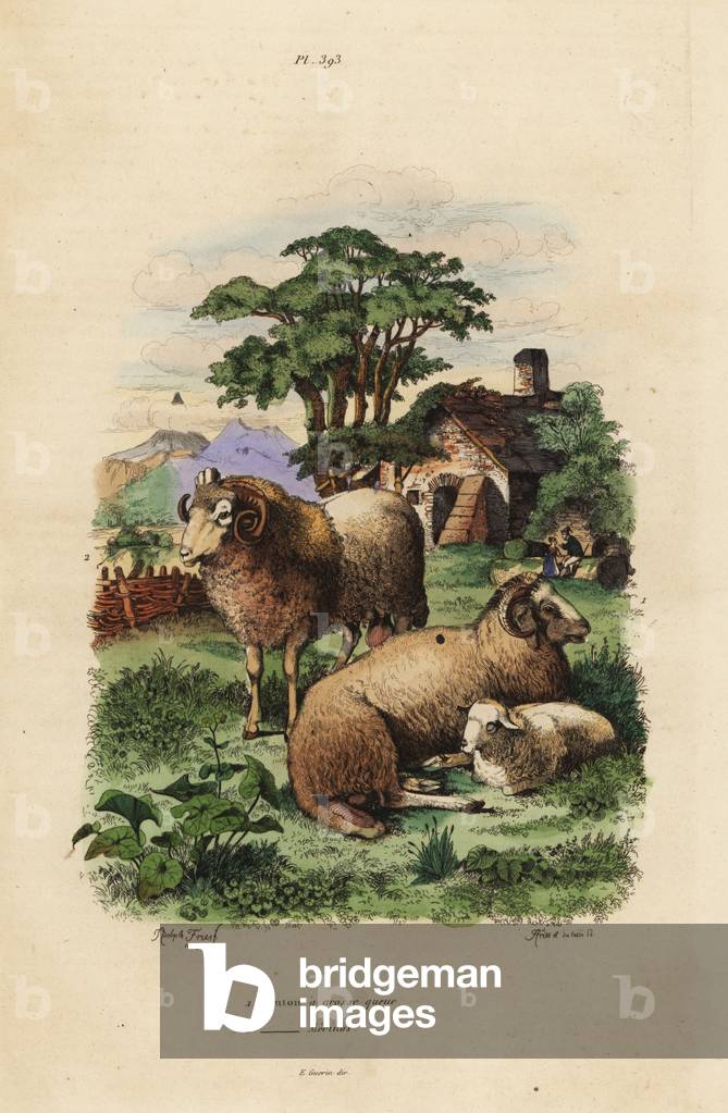 Fat-tailed sheep, Ovis aries 1, and Merino sheep, Ovis aries 2