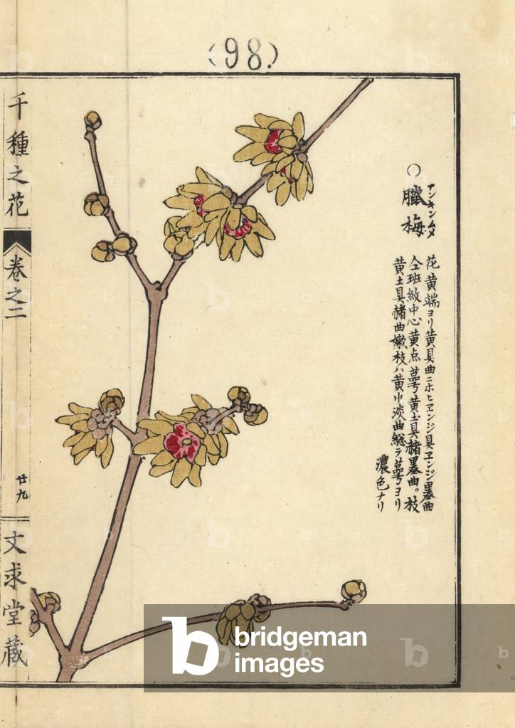 Roubai, nankinume or Japanese allspice, Chimonanthus praecox (Chimonanthe precoce) Handcoloured woodblock print by Kono Bairei from Senshu no Hana (One Thousand Varieties of Flowers), Bunkyudo, Kyoto, 1900.