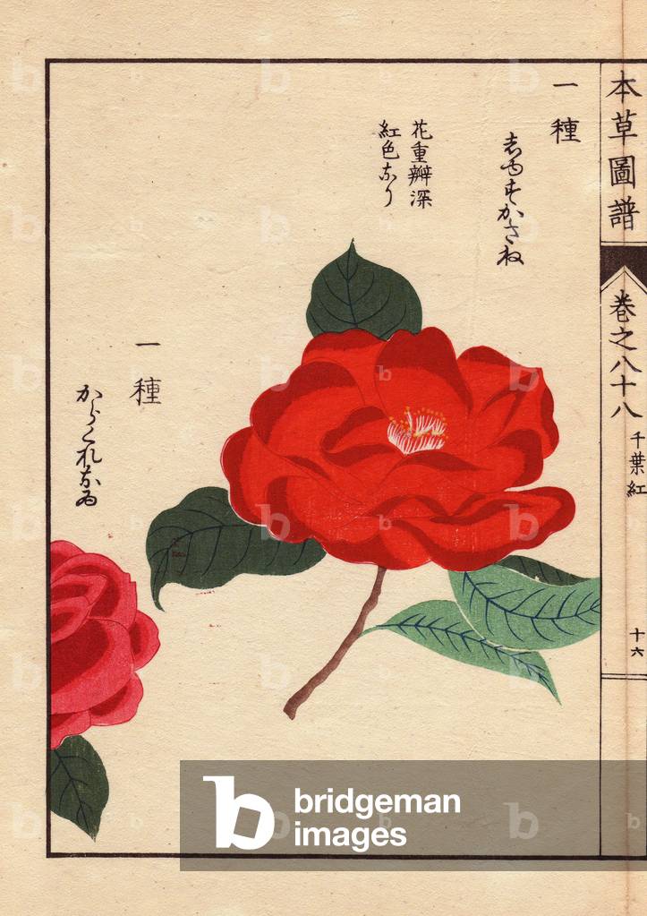 Varieties of Japanese camelias (Thea japonica Nois): Shusukane and Karakureoru, with ecarlate flowers. Eau forte en couleurs, woodcut by Kanen Iwasaki (1786-1842) botanist, entomology and Japanese zoology, published in Honzo Zufu, in 1884, an illustrative guide to Mždicinal plants.