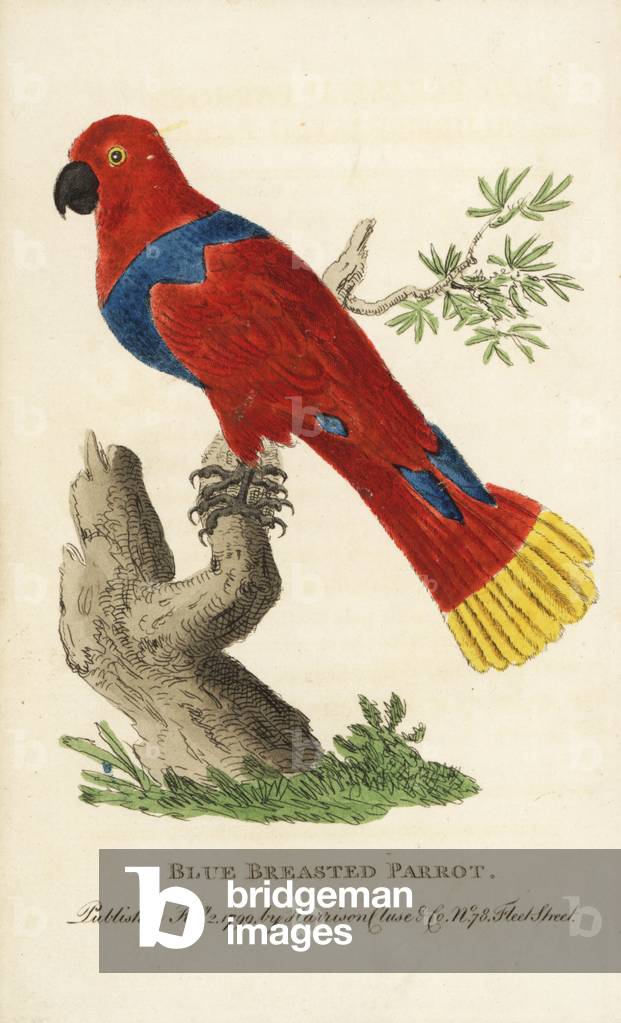 Female eclectus parrot, Eclectus roratus (Blue breasted parrot). Illustration copied from Peter Brown's “” New Illustrations of Zoology,”” 1776. Handcoloured copperplate engraving from “” The Naturalist's Pocket Magazine,”” Harrison, London, 1799.