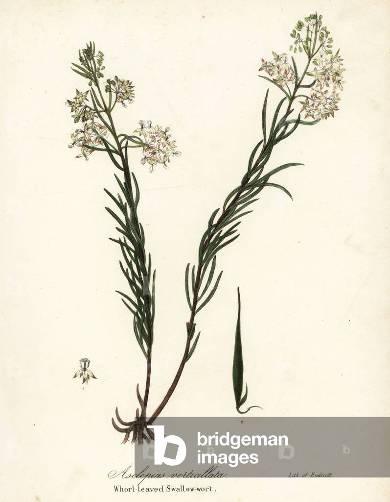 Whorled milkweed, eastern whorled milkweed, horsetail milkweed or whorl-leaved swallow-wort, Asclepias verticillata