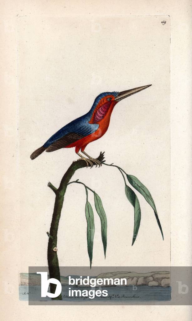 Martin pecheur poucet (Alcedo pusilla). Signed illustration SN (George Shaw and Frederick Nodder). Lithography in The Naturalist's Miscellany, 1793, by George Shaw and Frederick Polydore Noder (1751-1801).