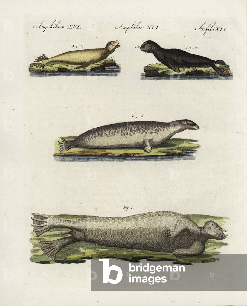 Bearded seal, Erignathus barbatus 1, southern sea lion, Otaria flavescens 2, ringed seal, Pusa hispida 3, and Mediterranean monk seal, Monachus monachus 4, critically endangered. Handcoloured copperplate engraving from Friedrich Johann Bertuch's Bilderbuch fur Kinder (Picture Book for Children), Weimar, 1802.