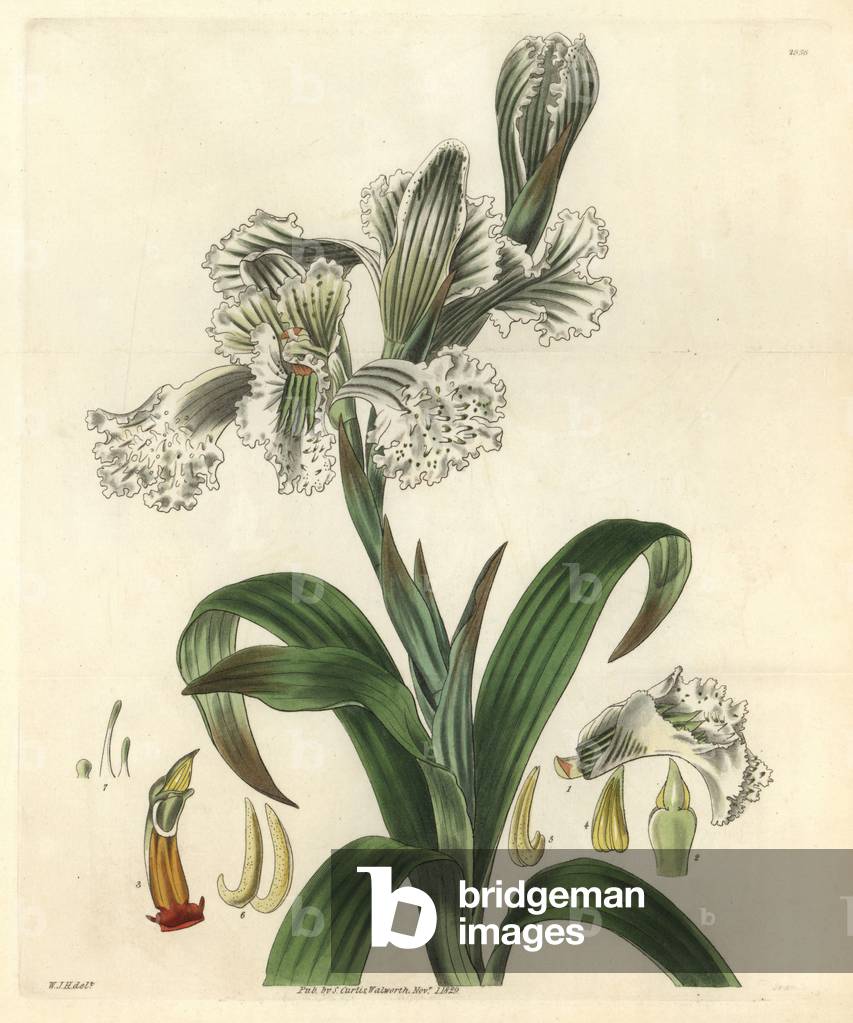 Neottia grandiflora - Illustration by William Jackson Hooper (1785-1865), engraving by Swan, for the botanical magazine of William Curtis, 1829