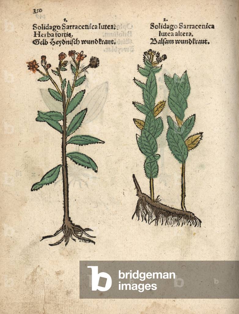 Wood ragwort, Senecio ovatus. Handcoloured woodblock engraving of a botanical illustration from Adam Lonicer's Krauterbuch, or Herbal, Frankfurt, 1557. This from a 17th century pirate edition or atlas of illustrations only, with captions in Latin, Greek, French, Italian, German, and in English manuscript.