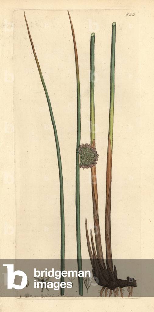Common rush, Juncus conglomeratus Handcoloured copperplate engraving after a drawing by James Sowerby for James Smith's English Botany, 1801.