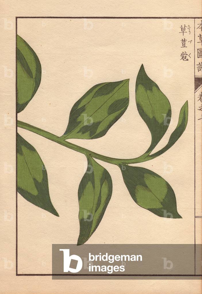 Green leaves of round China cardamom, Amomum globosum Lour.