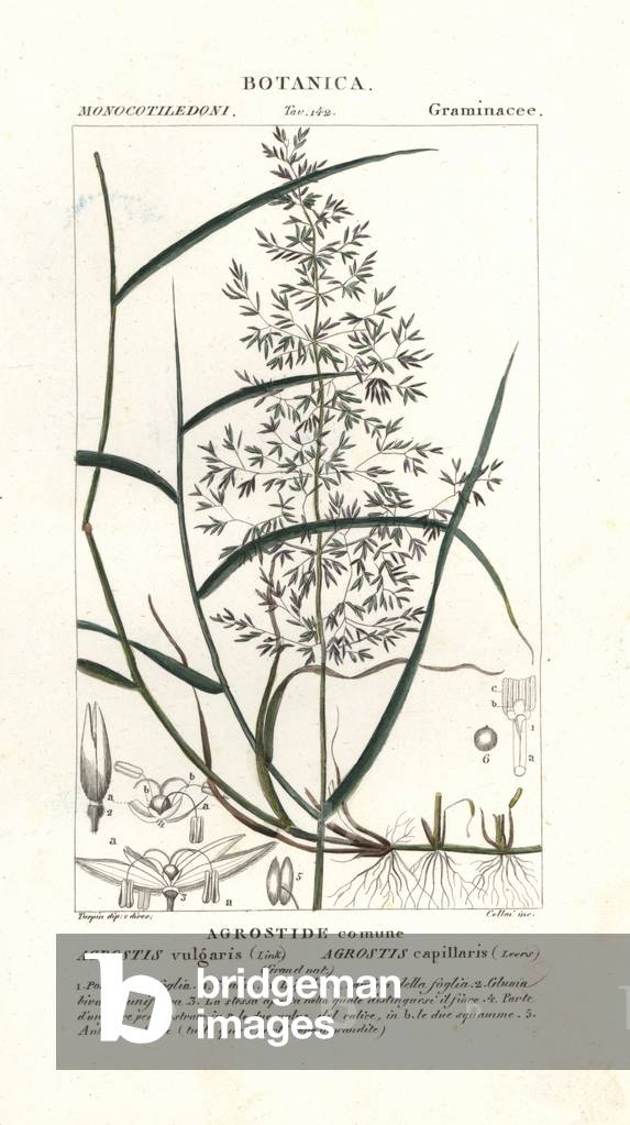 Common bent, Agrostis capillaris