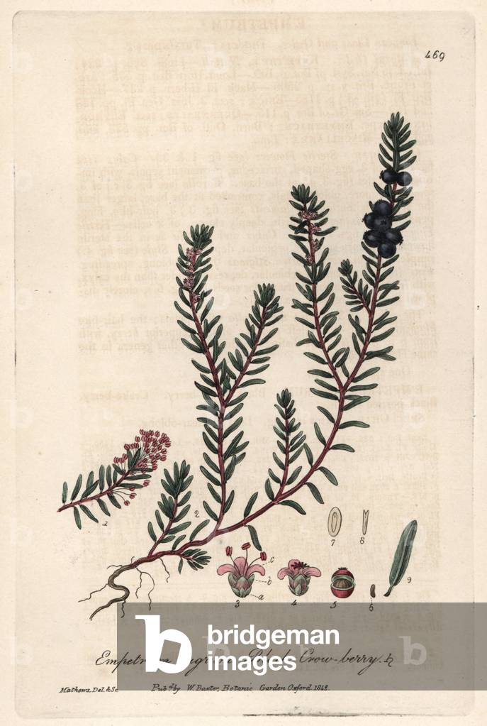 Black Camarine (Empetrum nigrum) - Botanical Plate by Isaac Russell, engraved by Charles Matthews, from “English Botanical Phenomenes” by William Baxter (1788-1871), 1837