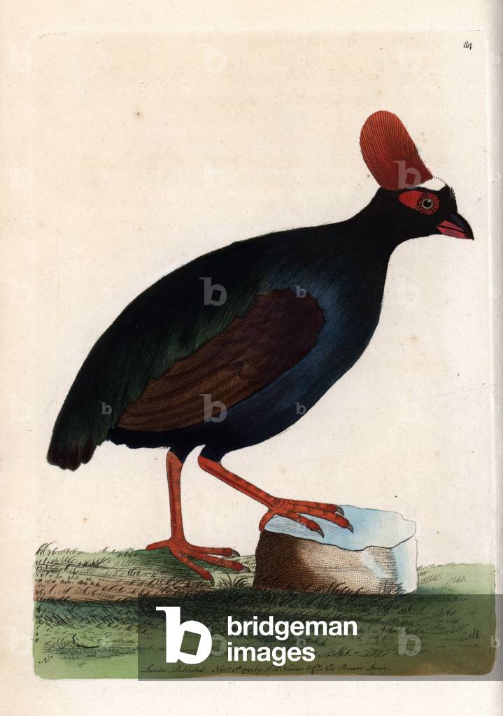 Roloul crown. Copper engraving by Frederick Polydor Nodder (1751-1801), signed illustration S, by Frederick Noder for the naturalist collection, published in 1790 by George Shaw.