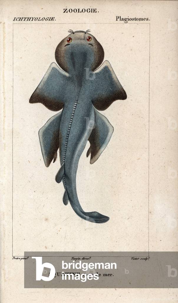Angel shark, Squatina squatina, Squatine, sea angel. Handcoloured copperplate stipple engraving from Jussieu's “” Dictionary of Natural Sciences”” 1816-1830. The volumes on fish and reptiles were edited by Hippolyte Cloquet, natural historian and doctor of medicine. Illustration by J.G. Pretre, engraved by Victor, directed by Turpin, and published by F. G. Levrault.