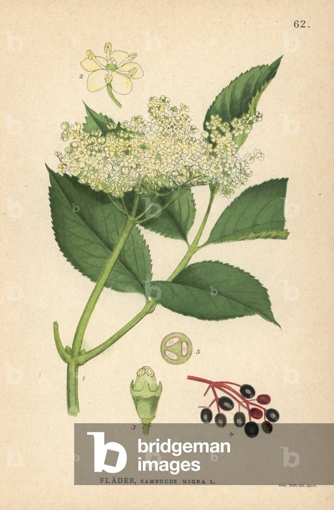 Black elder, Sambucus nigra
