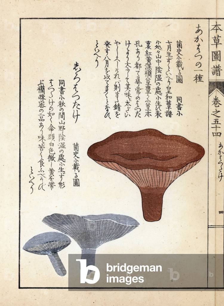 Mushrooms: akahatsu lacatire and white shirohatsudake - Japanese print by Kanen Iwasaki (1786-1842), from Honzo Zufu, illustrative guide to medicinal plants, 1916 - Akahatsu and white shirohatsudake mushrooms - Colour printed woodblock engraving by Kan'en Iwasaki, from “” Honzo Zufu””, 1916