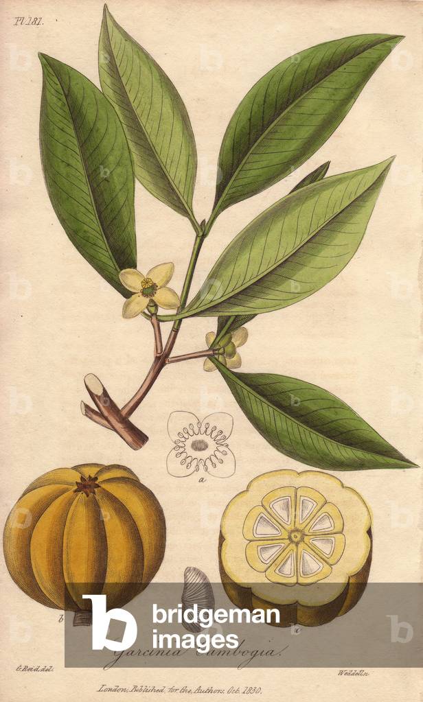 Gambooge or Brindall Bay or Malabar Tamarind (Garcinia gummi-gutta) - Strong water by William Clarke to illustrate “” Medical Botanical, Description of the Medicinal Plants of London, Edinburgh, and Dublin” by John Stephenson and James Morss Churchill, published in London by John Churchill in 1831