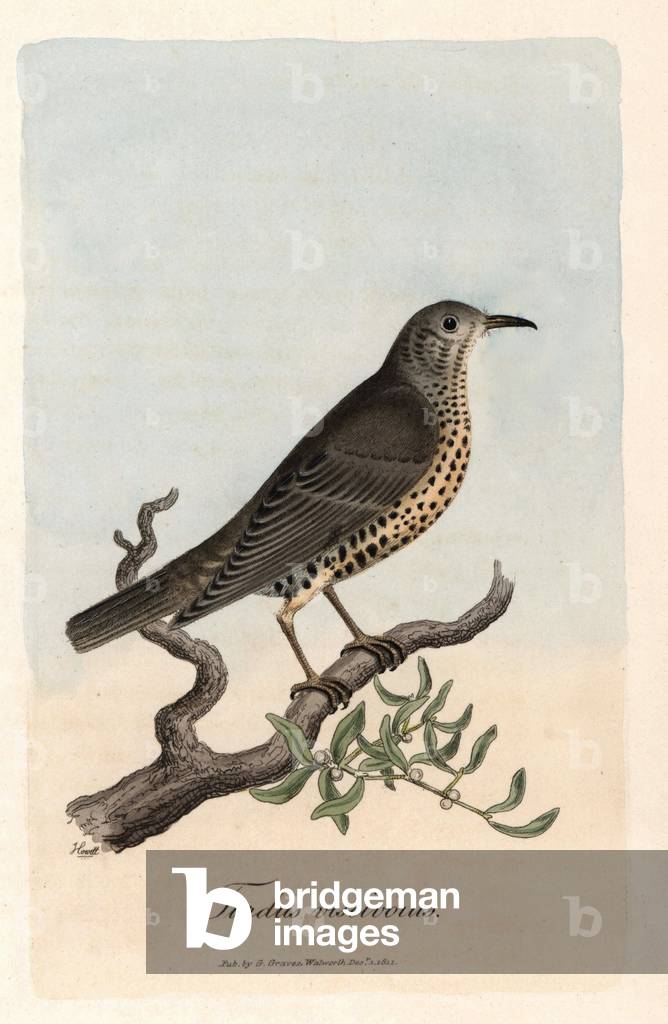 Thrush drains. Coloured copper engraving by George Graves, in British Ornithology, 1811. Misseltoe thrush, Mistle thrush, Turdus viscivorus. Handcoloured copperplate engraving by George Graves from “British Ornithology”” 1811. Graves was a bookseller, publisher, artist, engraver and colorist and worked on botanical and ornithological books.