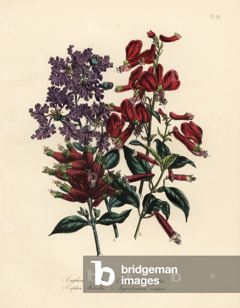 Heart-shaped cuphea, Cuphea cordata, broad-centred cuphea, Cuphea platycentra, General Melville's cuphea, Cuphea melvilla, and Indian lagerstroemia indica. Handfinished chromolithograph by Henry Noel Humphreys after an illustration by Jane Loudon from Mrs. Jane Loudon's Ladies Flower Garden or Ornamental Greenhouse Plants.