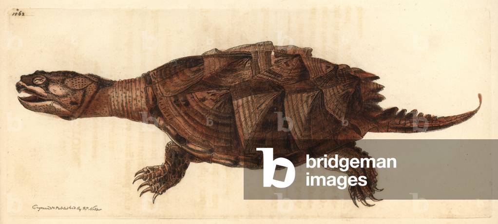 Snake Turtle, Chelydra serpentina - Lithography by Richard Polydore Nodder (1774-1823) published in The Naturalist Miscellany, 1812