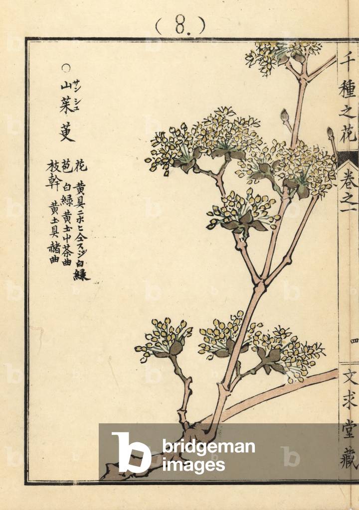Sanshuyu or Japanese cornelian cherry, Cornus officinalis. Handcoloured woodblock print by Kono Bairei from Senshu no Hana (One Thousand Varieties of Flowers), Bunkyudo, Kyoto, 1900.