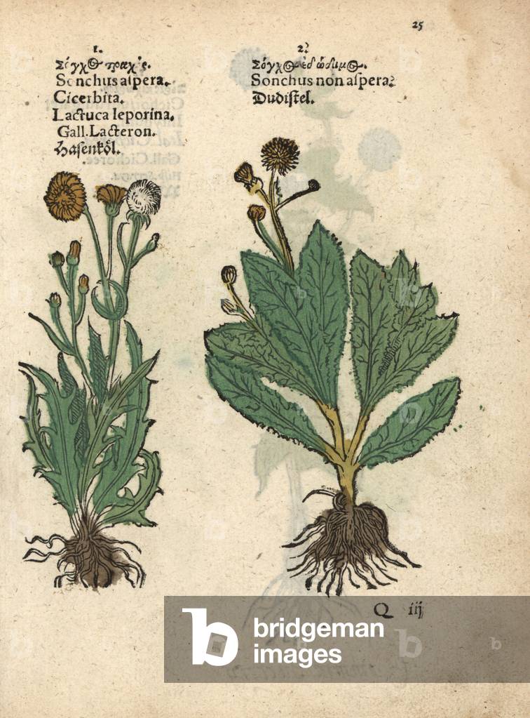 Prickly sow-thistle, Sonchus asper, and smooth sow-thistle, Sonchus oleraceus? Handcoloured woodblock engraving of a botanical illustration from Adam Lonicer's Krauterbuch, or Herbal, Frankfurt, 1557. This from a 17th century pirate edition or atlas of illustrations only, with captions in Latin, Greek, French, Italian, German, and in English manuscript.