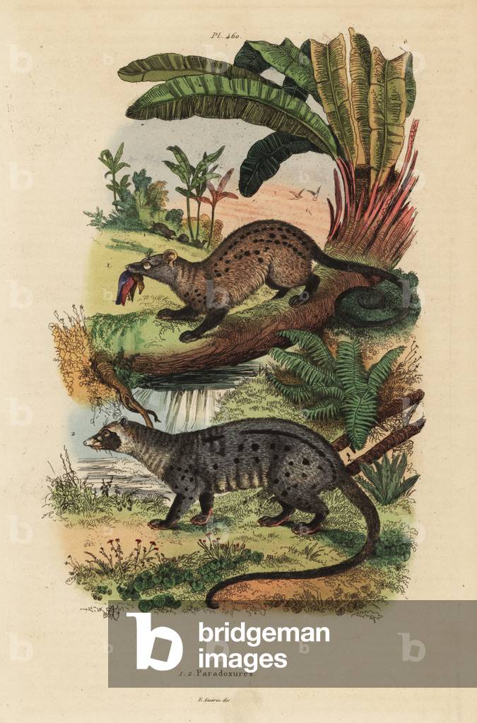 Golden palm civet, Paradoxurus zeylonensis 1 and Asian palm civet, Paradoxurus hermaphroditus 2
