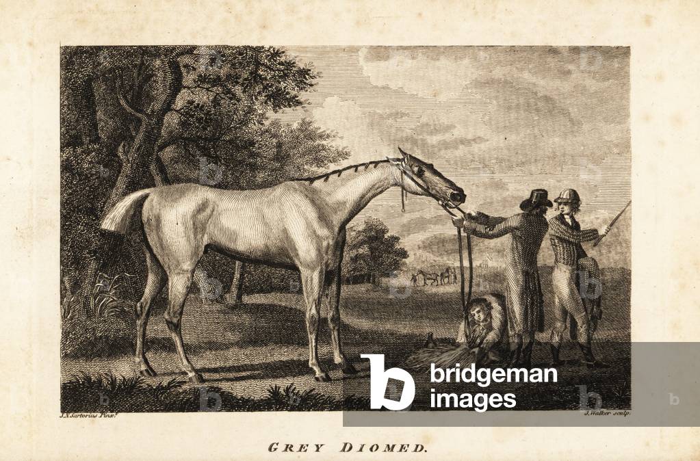Portrait of the racehorse Grey Diomed with jockey and grooms