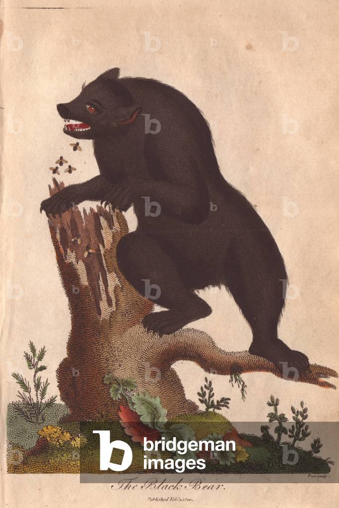 Black bear attacked by bees as it attempts to take honey from a dead tree stump.Ursus americanus