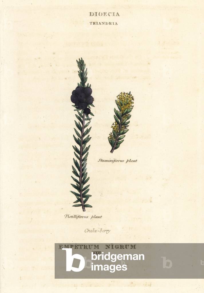 Black crowberry or crake-berry, Empetrum nigrum. Pistilliferous and staminiferous plants. Handcoloured copperplate engraving after an illustration by Richard Duppa from his The Clours and Orders of the Linnaean System of Botany, Longman, Hurst, London, 1816.