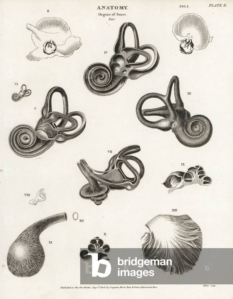 Anatomy of the human ear showing cochlea and internal parts. Copperplate engraving by Milton from Abraham Rees' Cyclopedia or Universal Dictionary of Arts, Sciences and Literature, Longman, Hurst, Rees, Orme and Brown, London, 1820.