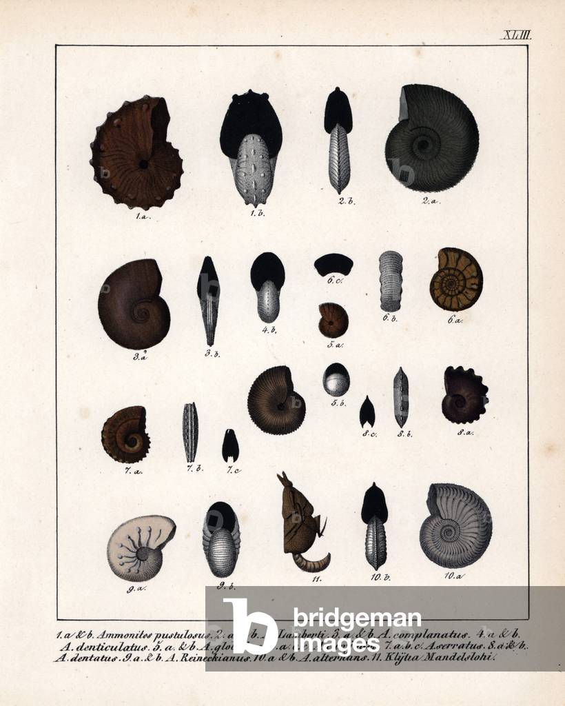 Ammonite fossils (eteintes species): A. pustulosus, A. Lamberti, A. complanatus, A. denticulatus, A. globulus, A. euryodos, A. serratus, A. dentatus, A. Reineckianus, A. alternans, and Klytia Mandelslohi. Lithographie in Petrefactenbuch (Book of Petrification) by Dr. F.A.Schmidt, published in Stuttgart (Germany) in 1855 by Verlag von Krais and Hoffmann.