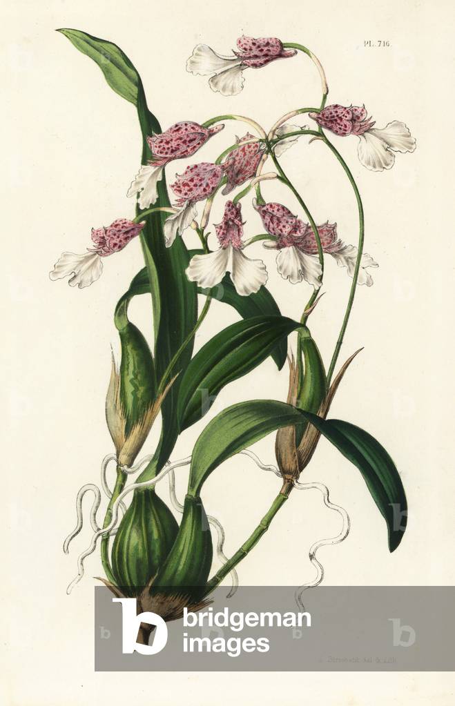 Rodriguezia decora orchid (Burlingtonia decora). Handcoloured lithograph from Louis van Houtte and Charles Lemaire's Flowers of the Gardens and Hothouses of Europe, Flore des Serres et des Jardins de l'Europe, Ghent, Belgium, 1851.