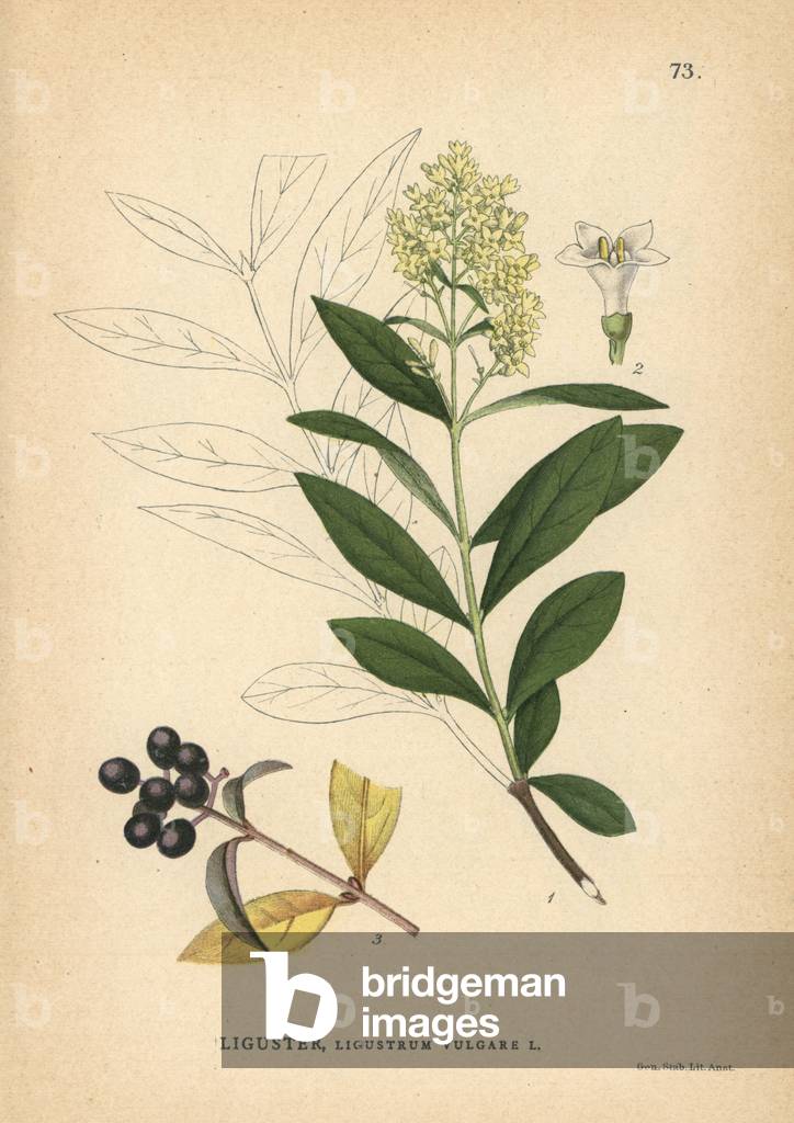 Wild privet, Ligustrum vulgare