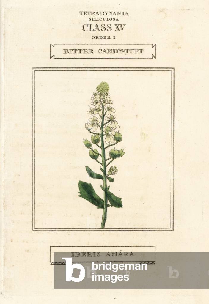 Bitter or rocket candytuft, Iberis amara. Handcoloured copperplate engraving after an illustration by Richard Duppa from his The Clours and Orders of the Linnaean System of Botany, Longman, Hurst, London, 1816.