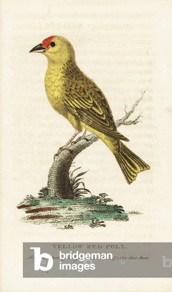 American yellow warbler, Setophaga petechia. (Yellow red-poll). Illustration copied from George Edwards. Handcoloured copperplate engraving from “” The Naturalist's Pocket Magazine,”” Harrison, London, 1800.
